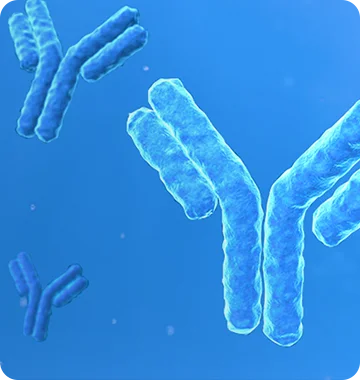 Mouse Hybridoma Monoclonal Antibody